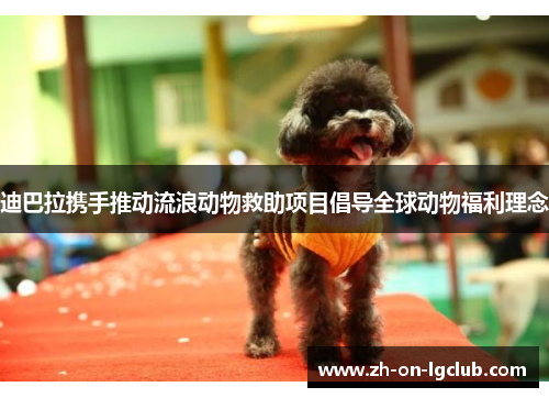 迪巴拉携手推动流浪动物救助项目倡导全球动物福利理念